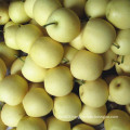 Top Quality Fresh Golden Pear/Crown Pear